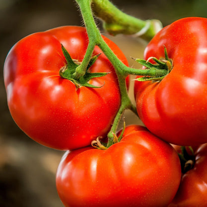 Tomate rouge 'Big Beef'