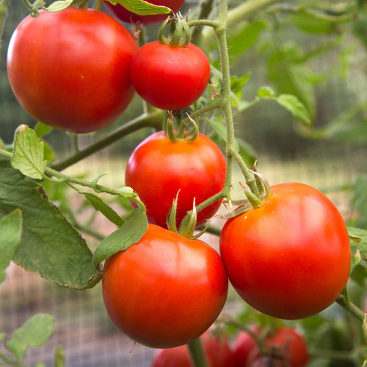 Tomate rouge 'Big Beef'