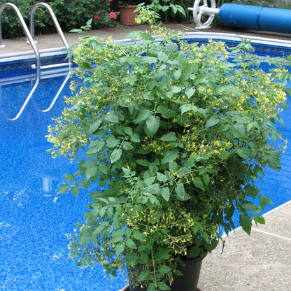 Tomate cerise 'Bonbon'