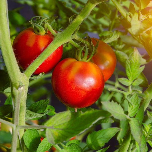 Tomate rouge 'Celebrity'