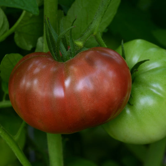 Cherokee Purple' Heirloom Tomato 