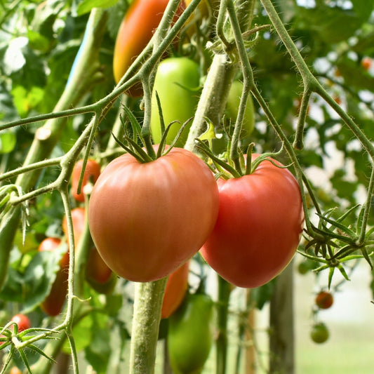 Tomate rouge 'Coeur De Boeuf'