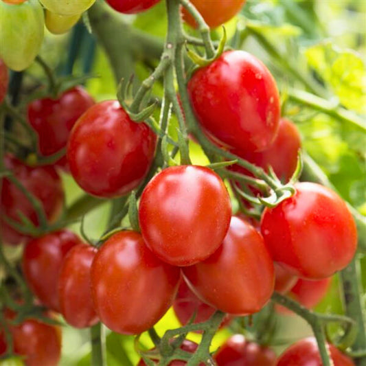 Fantastique' Red Tomato