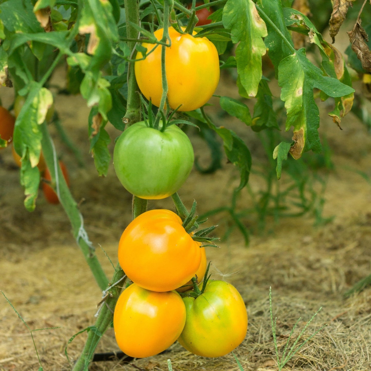 Tomate jaune 'Lemon Boy'