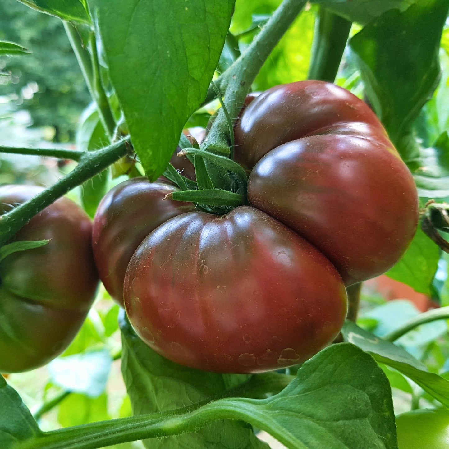 Tomate Ancestrale 'Noire De Crimée'