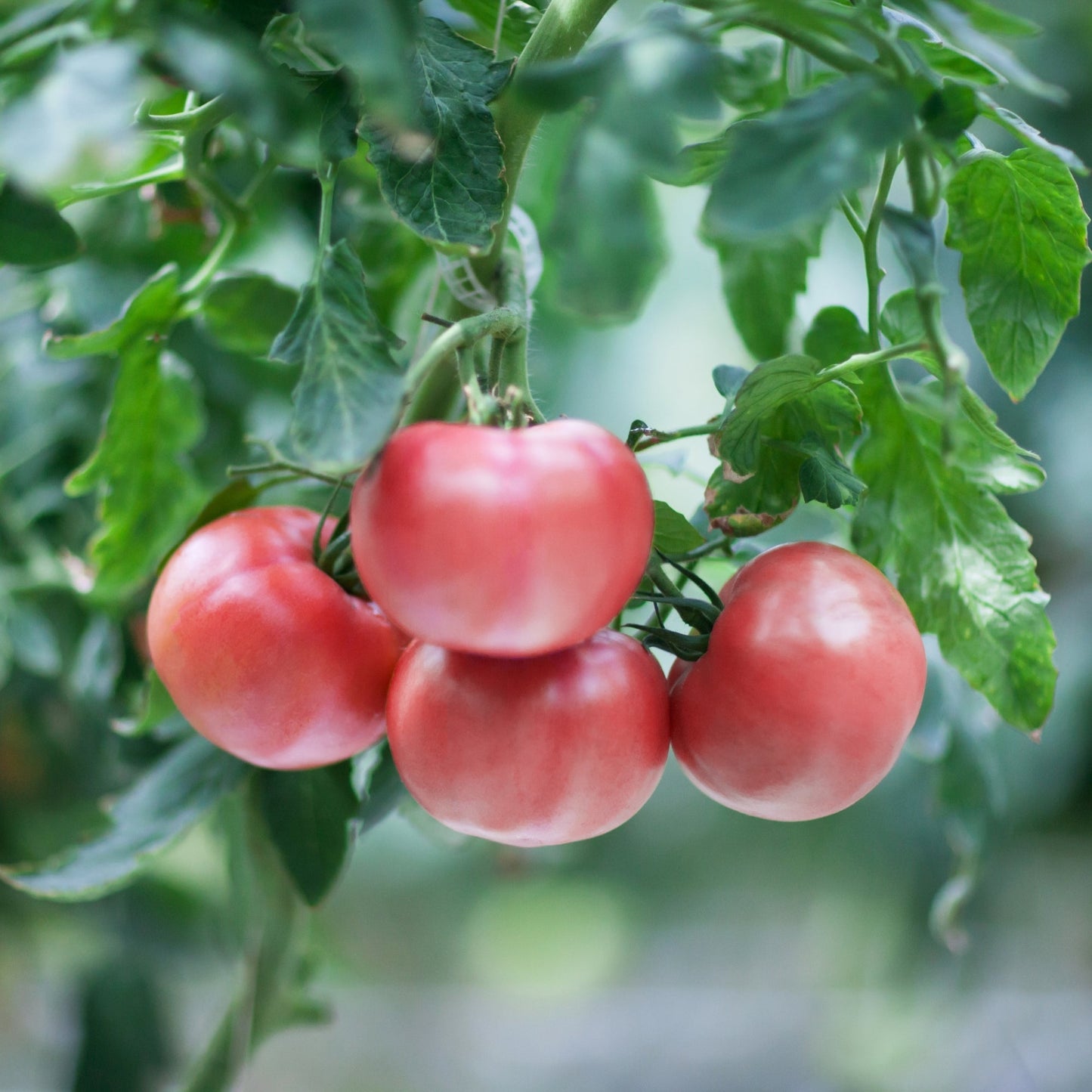 Tomate rose 'Pink Girl'