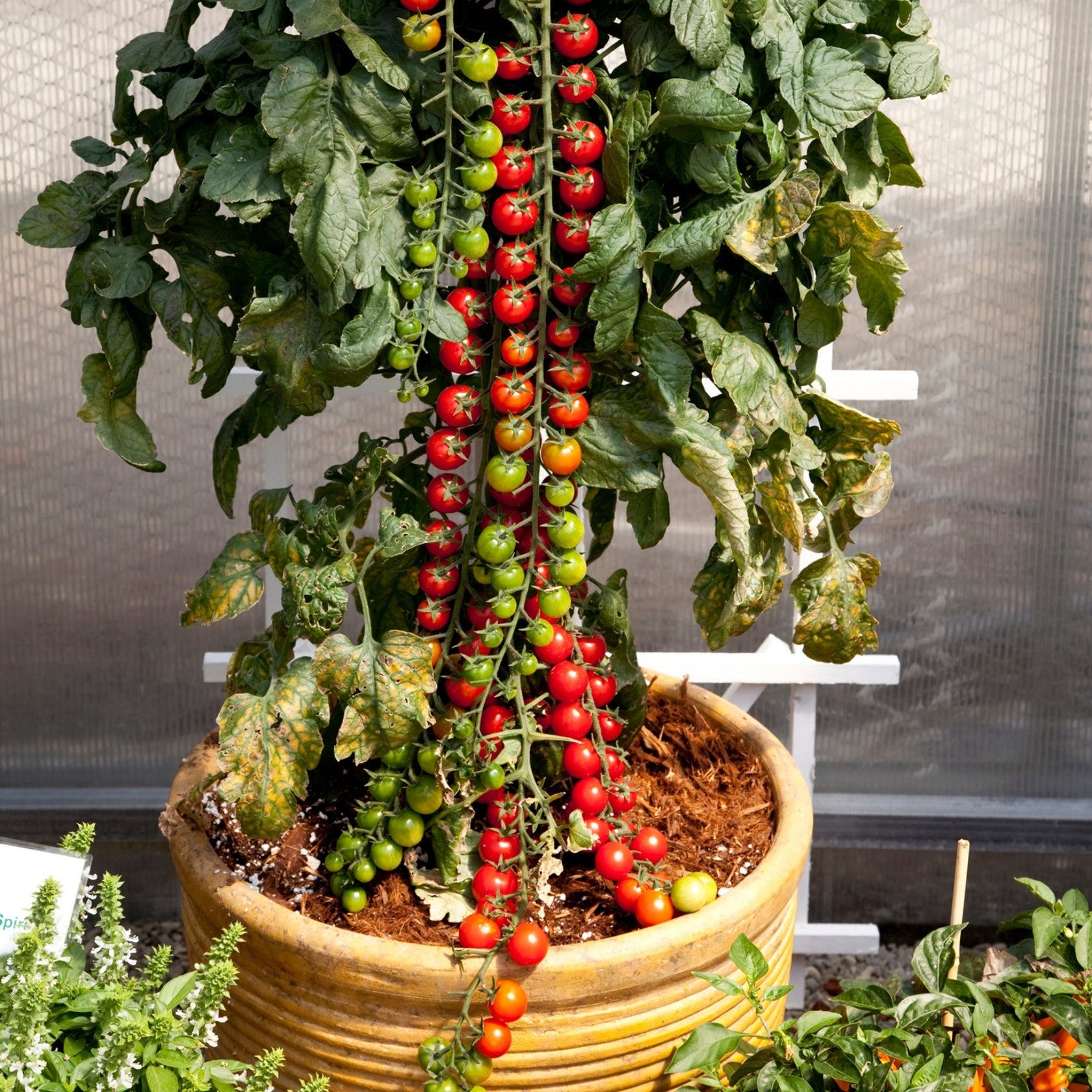 Rapunzel' Cherry Tomato – Jardineries Botanix