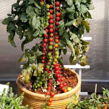 Tomate cerise 'Rapunzel'