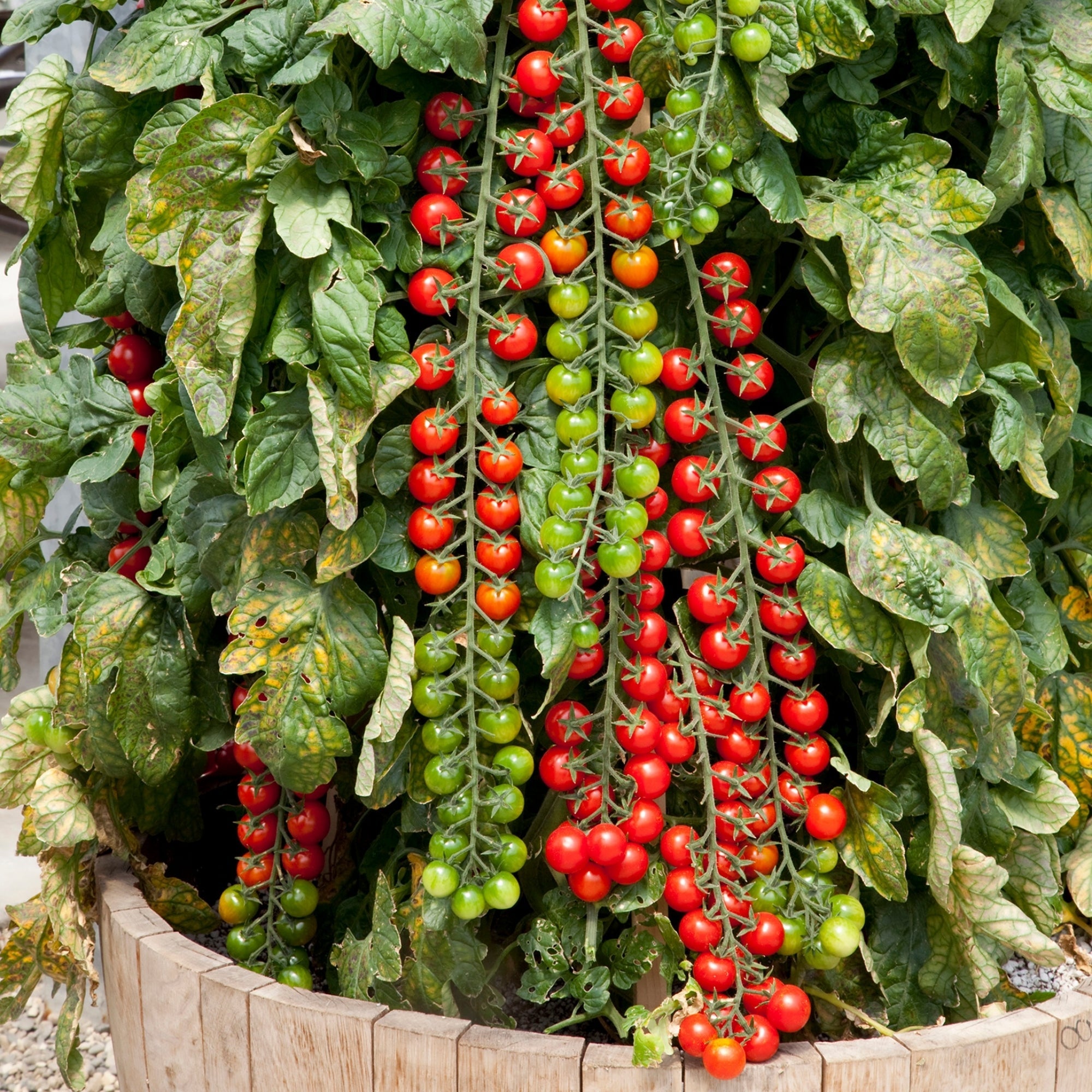 Rapunzel' Cherry Tomato – Jardineries Botanix