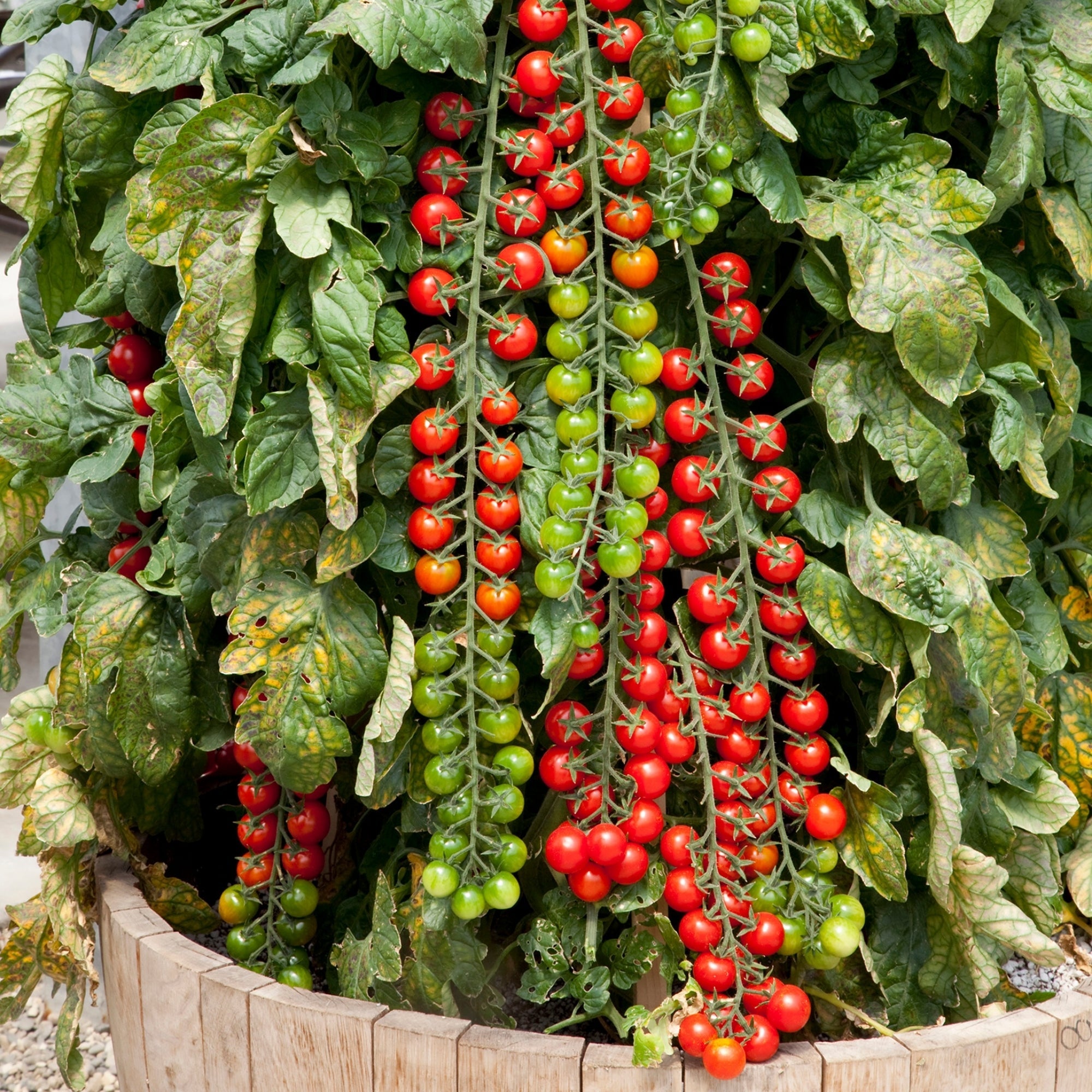 Rapunzel Cherry Tomato Jardineries Botanix rapunzel-cherry-tomato-jardineries-botanix