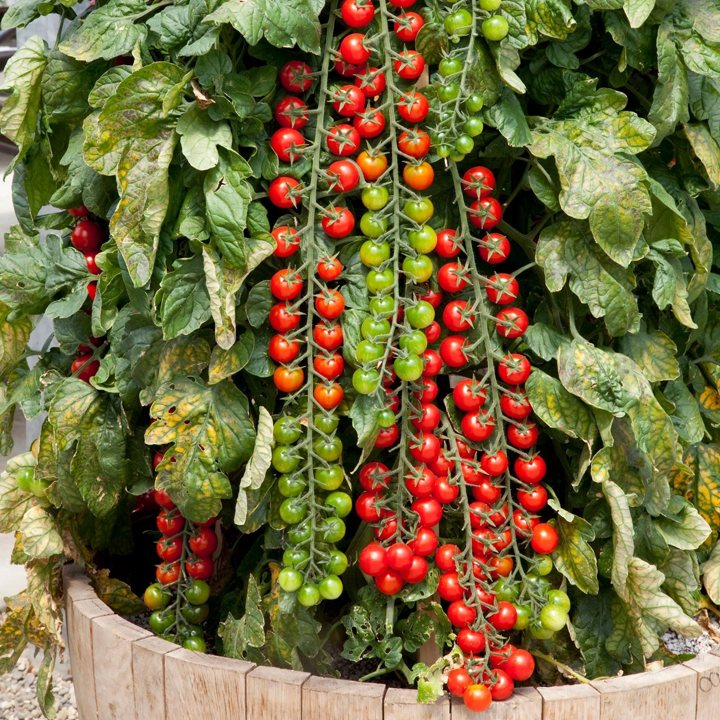 Tomate cerise 'Rapunzel'