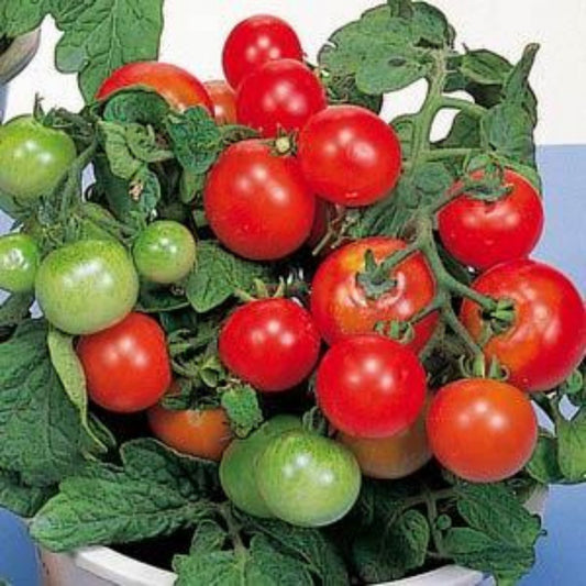 Tomate cerise 'Red Robin'
