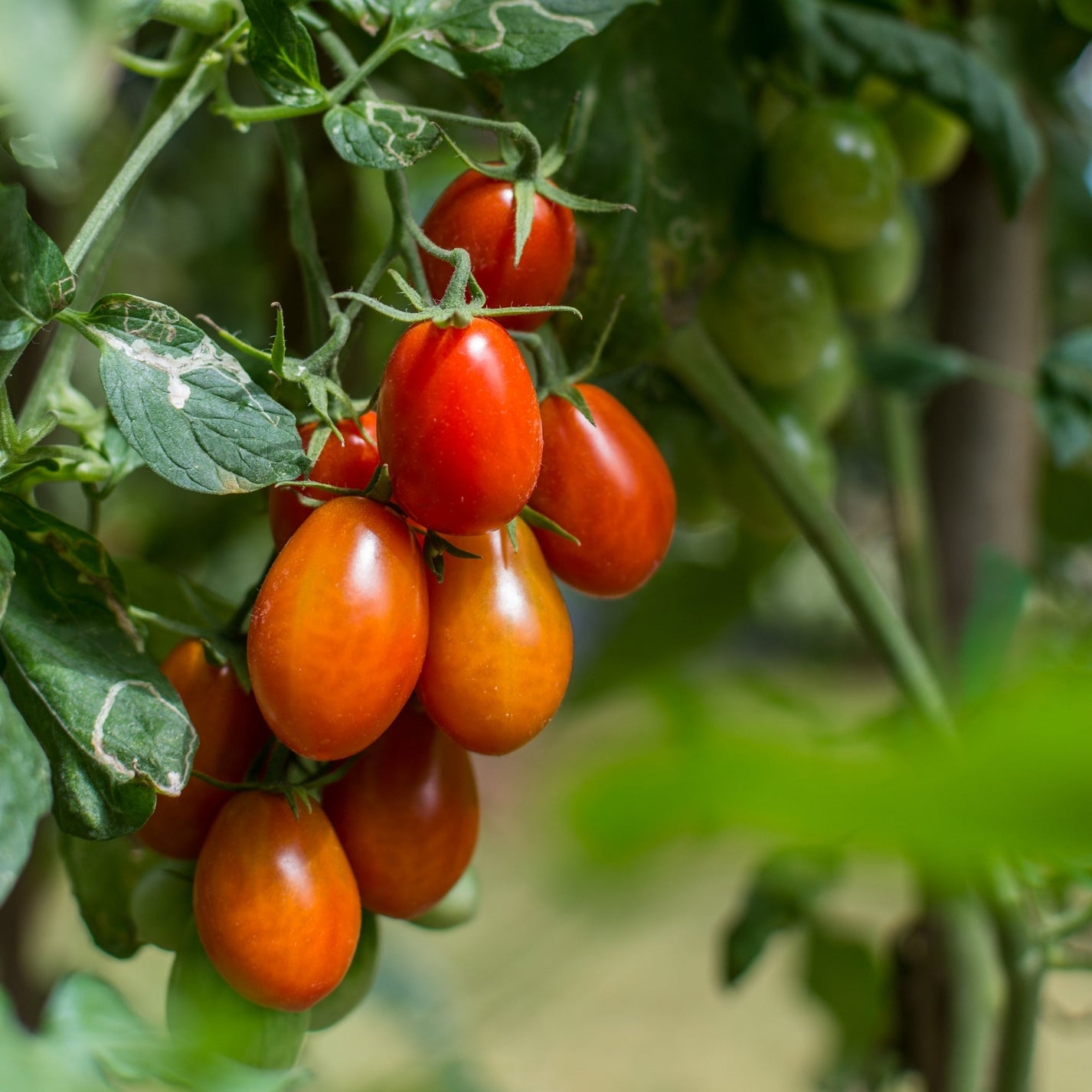 Tomate Italienne Roma Jardineries Botanix