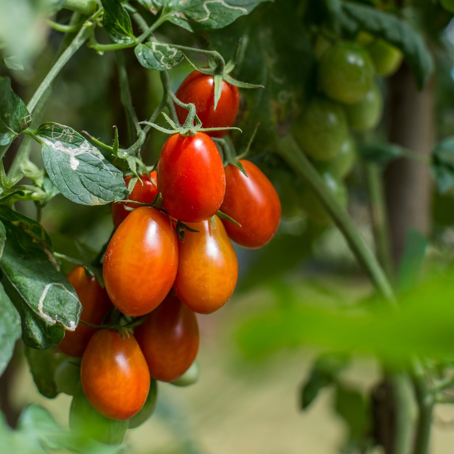 Tomate Italienne 'Roma'