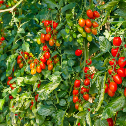 Tomate Italienne 'Roma'