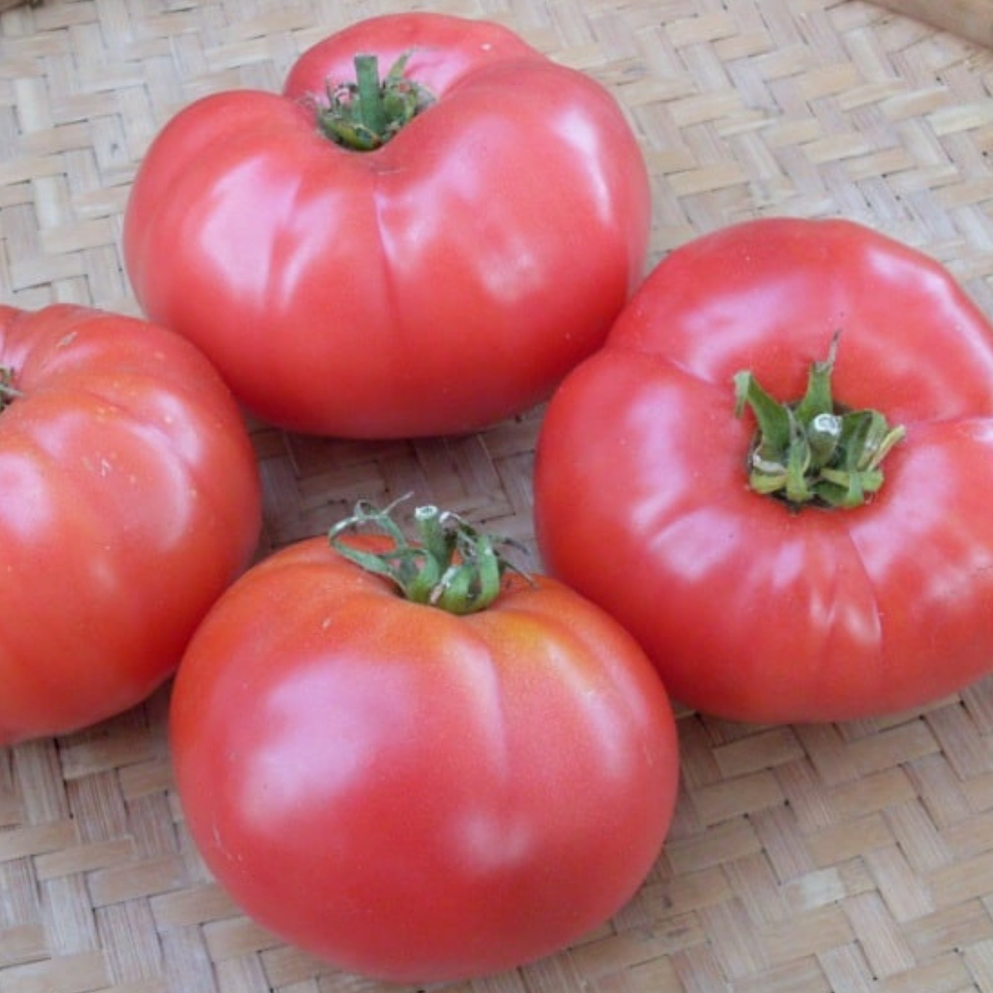 Rosabec' Pink Tomato – Jardineries Botanix