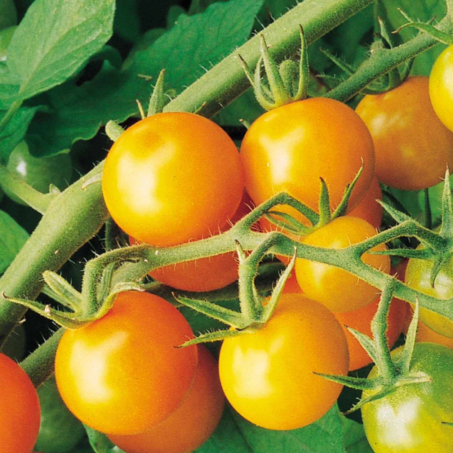 Tomate cerise 'Sungold'