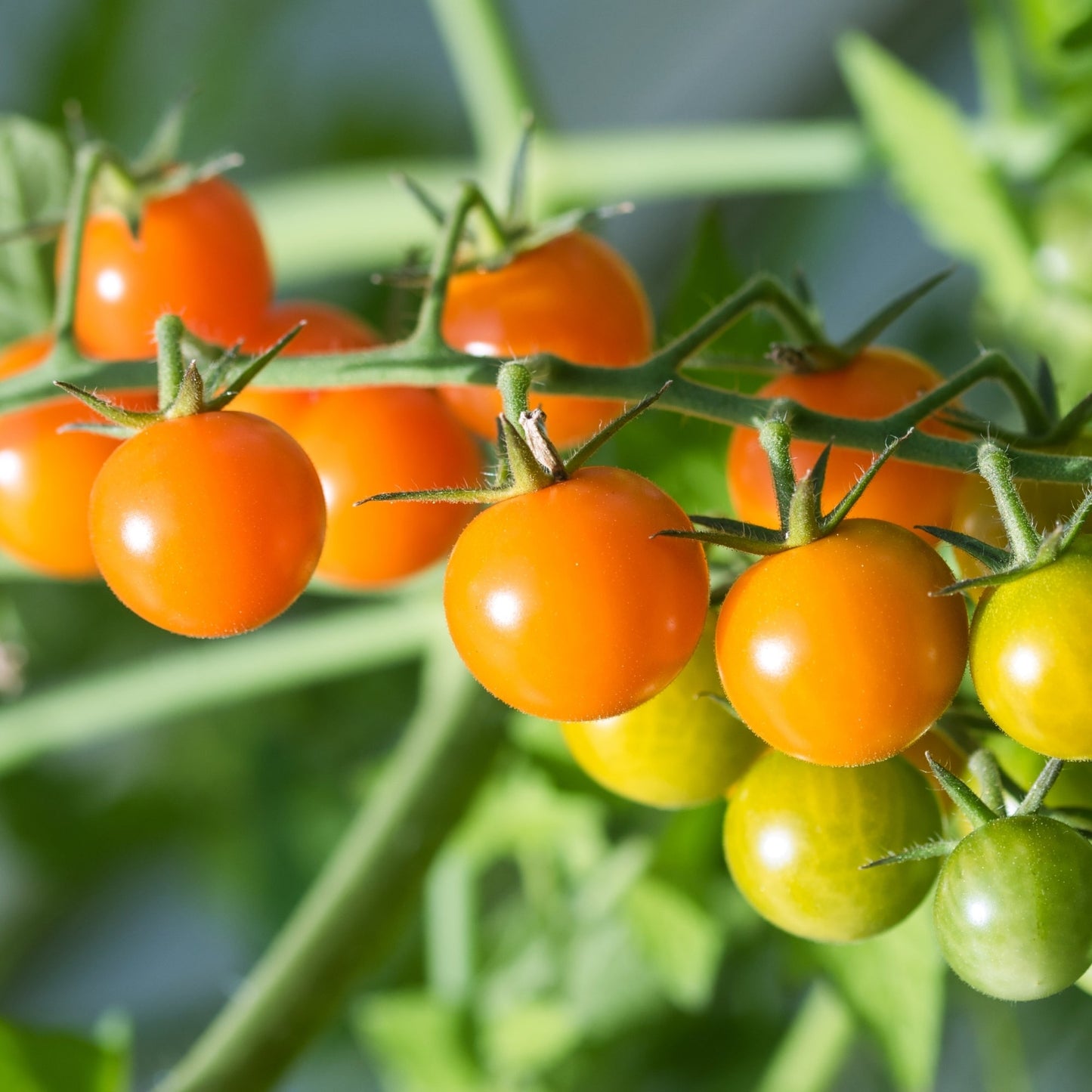 Tomate cerise 'Sungold'