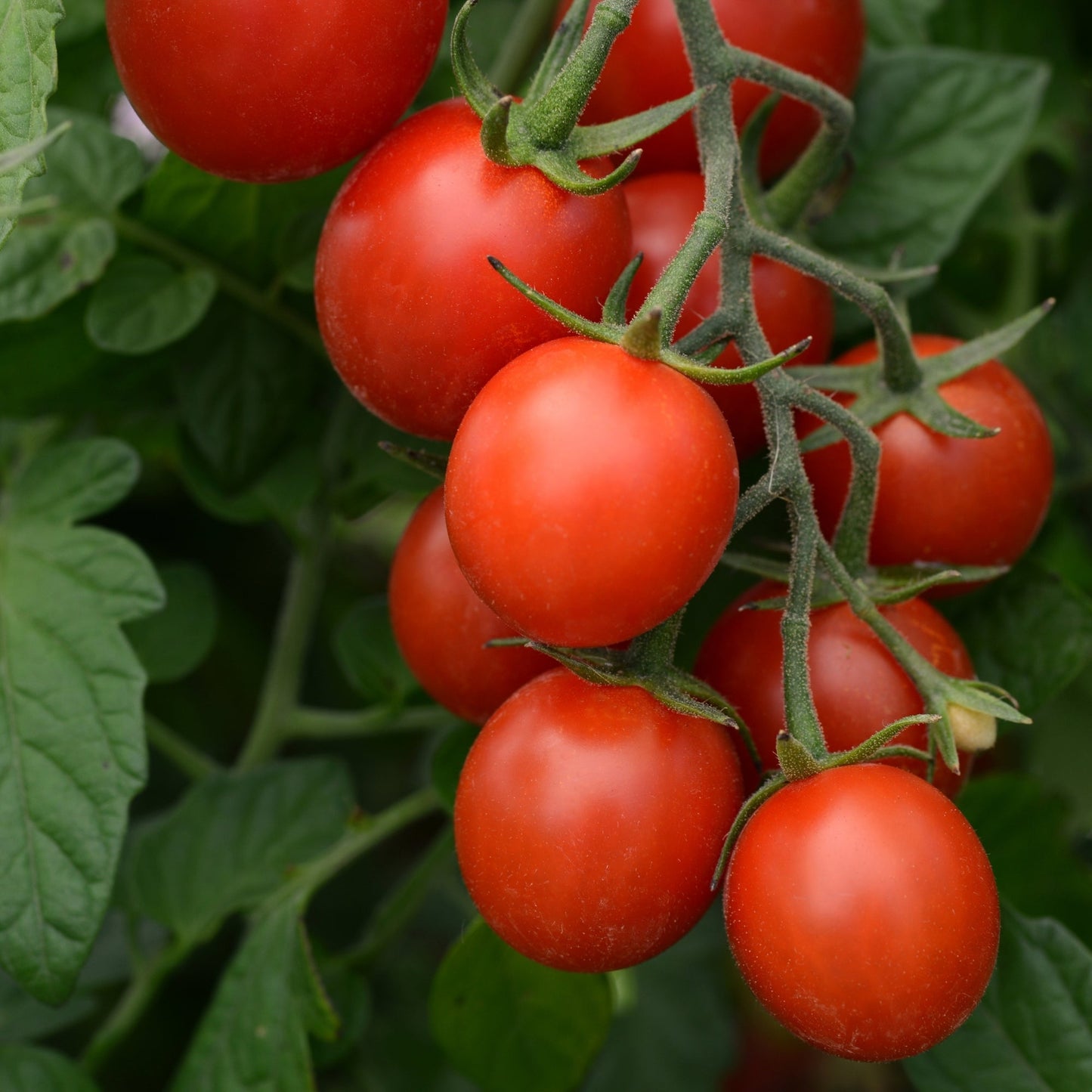 Tidy Treats' Cherry Tomato