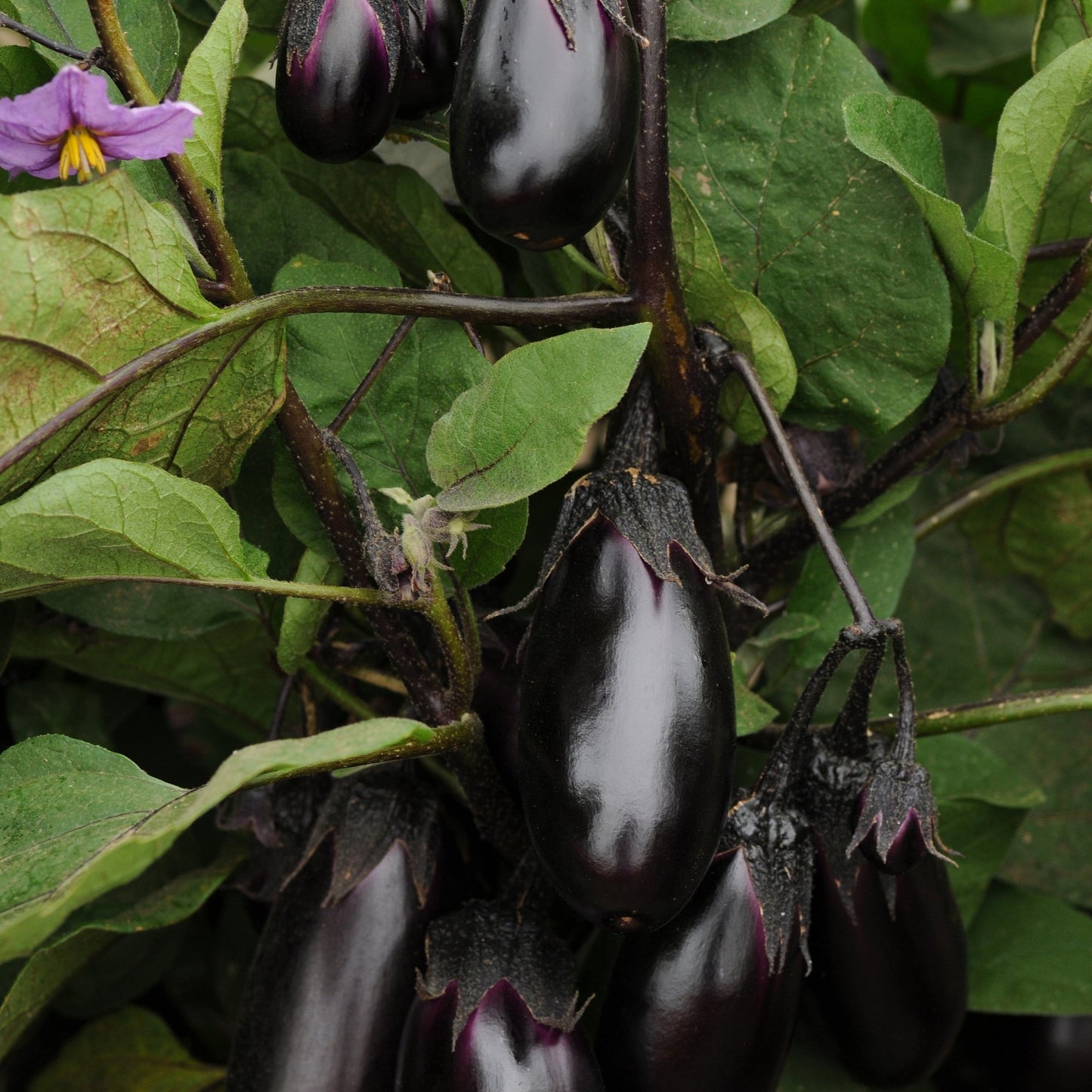 Aubergine 'Patio Baby'