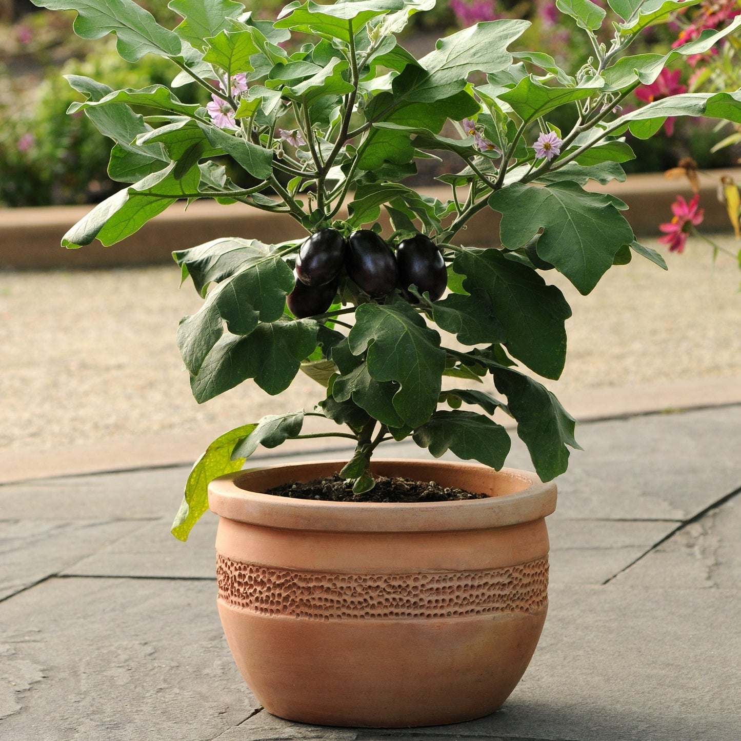 Aubergine 'Patio Baby'