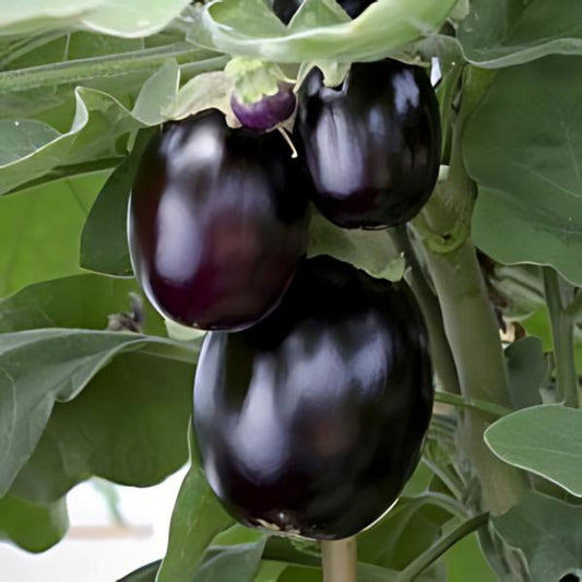 Pot Black' Patio Eggplant