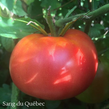 Quebec Heirloom Tomato Selection – Assorted Varieties