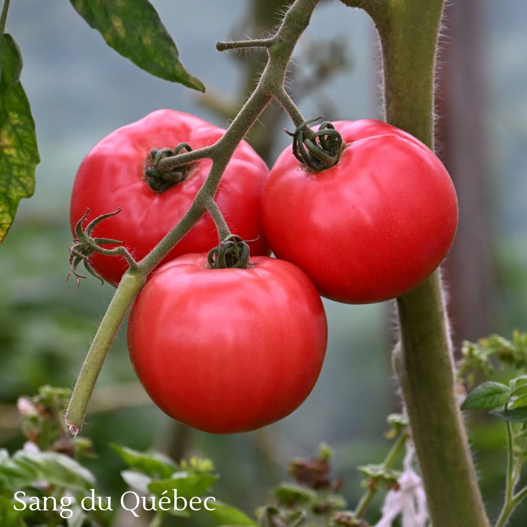 Quebec Heirloom Tomato Selection – Assorted Varieties