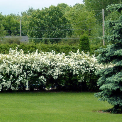 Vanhoutte Spirea