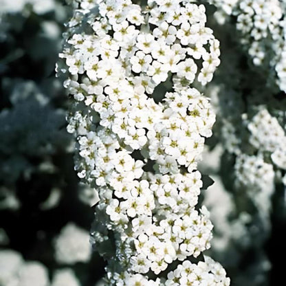 Vanhoutte Spirea