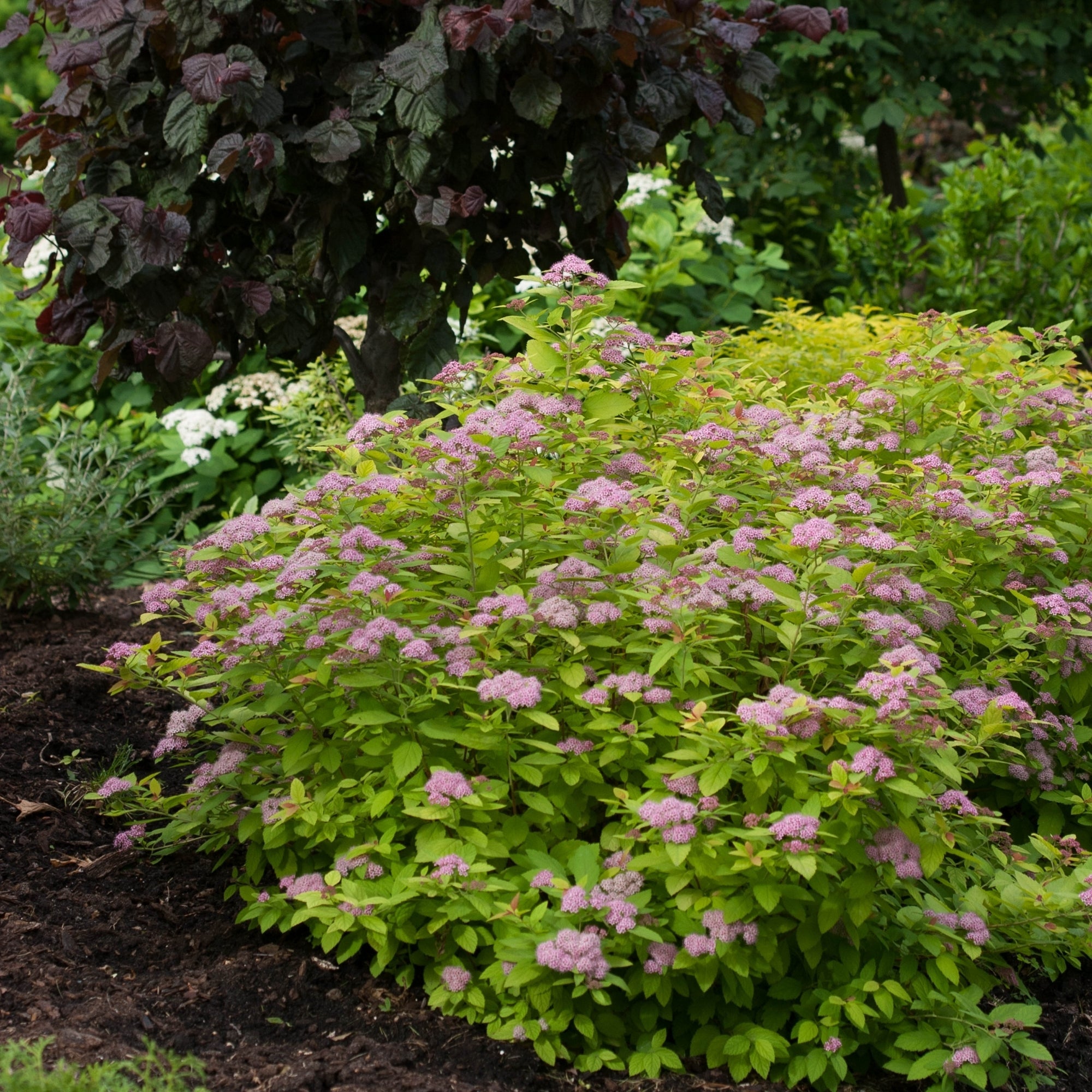 Spir e Japonaise DOUBLE PLAY BIG BANG Jardineries Botanix spir-e-japonaise-double-play-big-bang-jardineries-botanix
