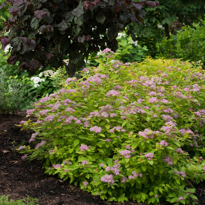 DOUBLE PLAY® BIG BANG® Japanese Spirea