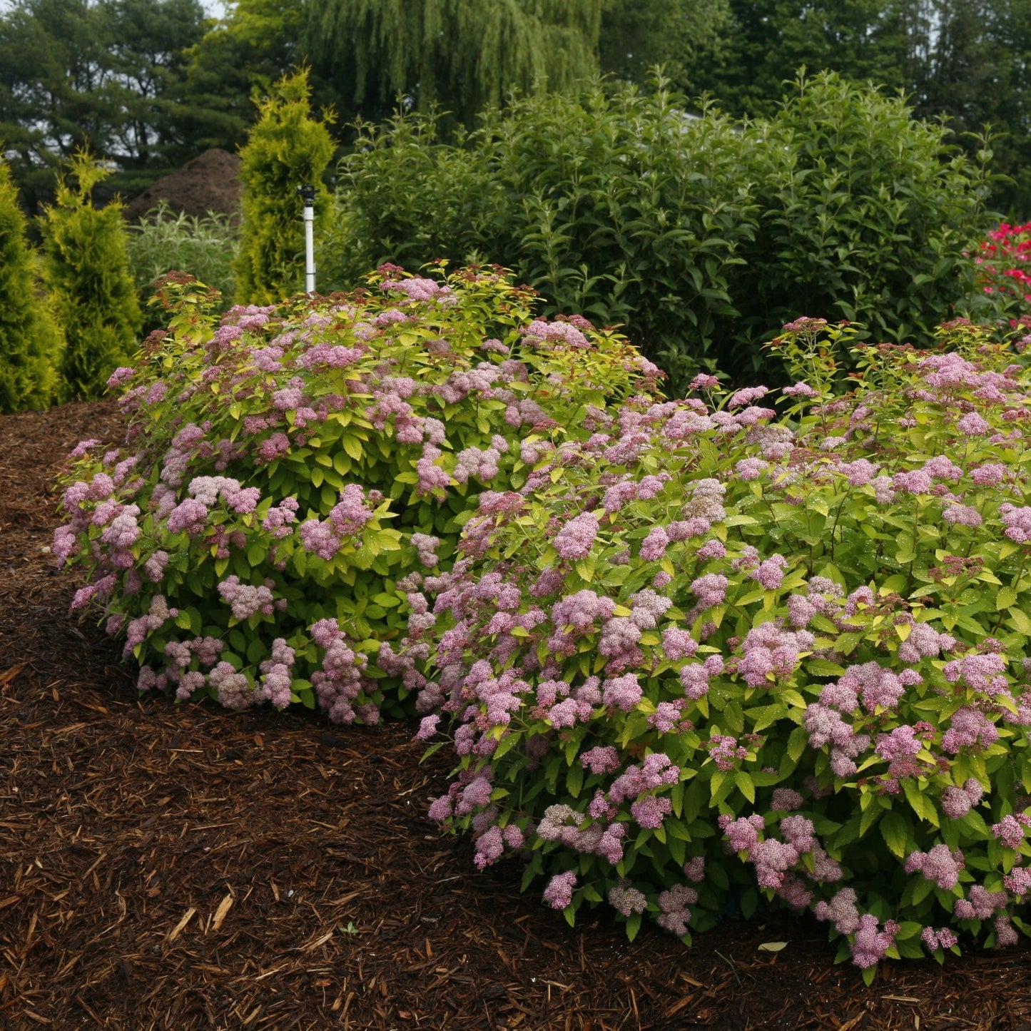 DOUBLE PLAY® BIG BANG® Japanese Spirea