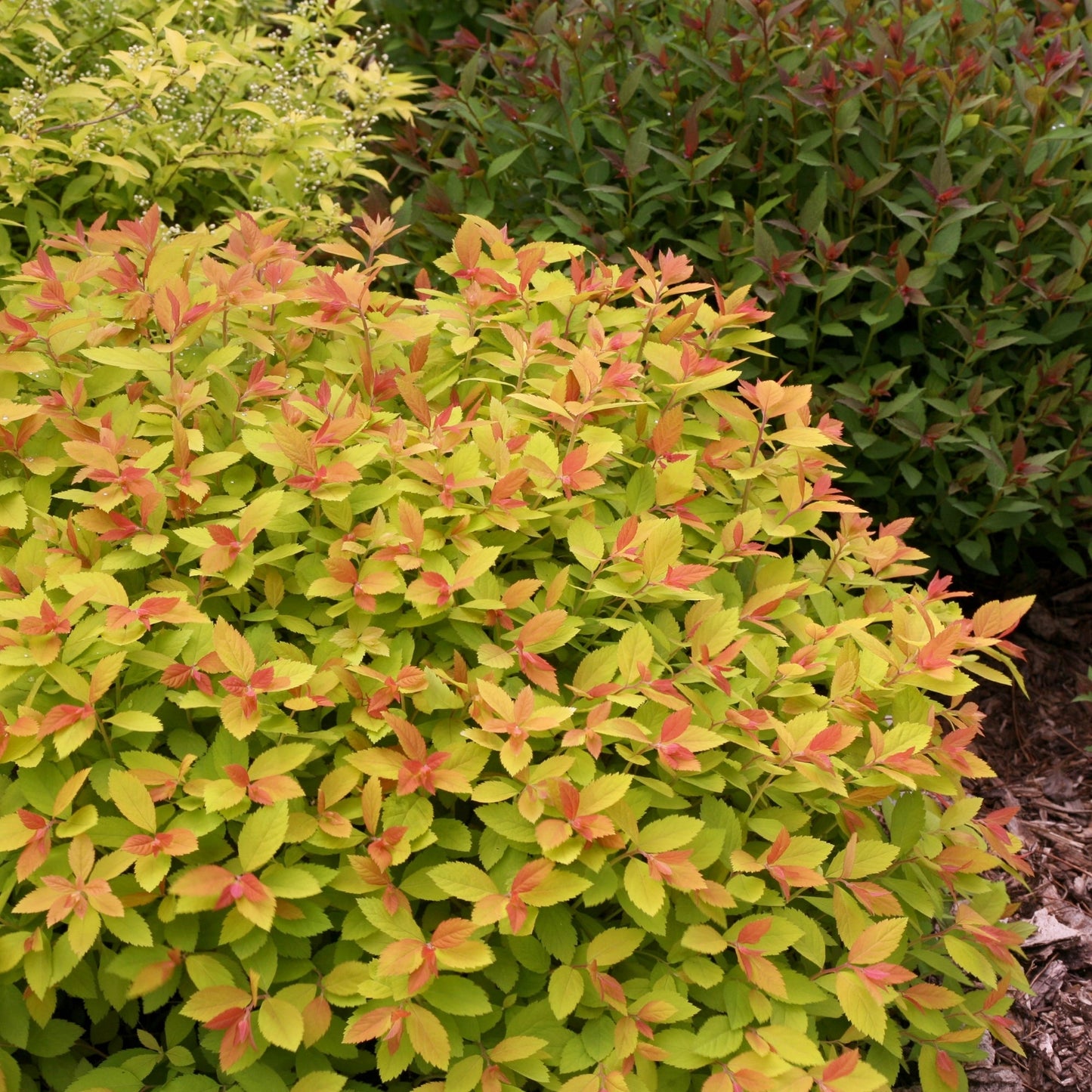 DOUBLE PLAY® BIG BANG® Japanese Spirea