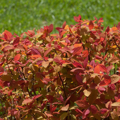 DOUBLE PLAY® BIG BANG® Japanese Spirea