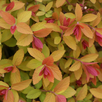 DOUBLE PLAY® BIG BANG® Japanese Spirea