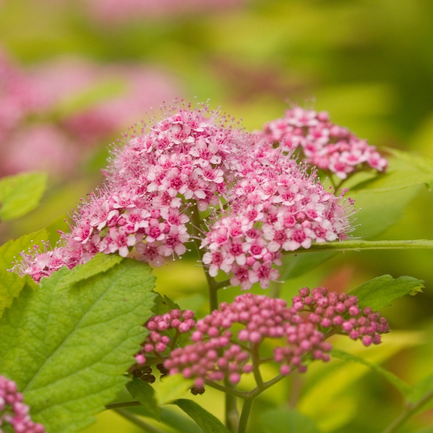 DOUBLE PLAY® BIG BANG® Japanese Spirea