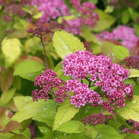 DOUBLE PLAY® BIG BANG® Japanese Spirea