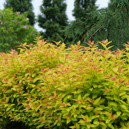 DOUBLE PLAY® CANDY CORN® Japanese Spirea