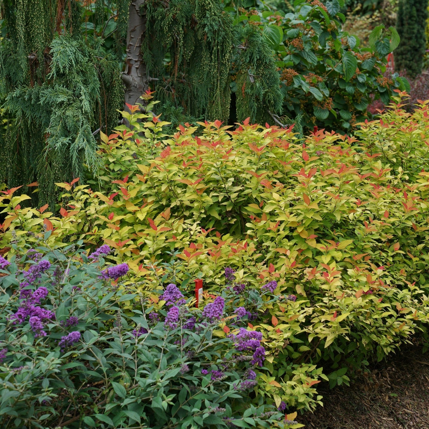 DOUBLE PLAY® CANDY CORN® Japanese Spirea