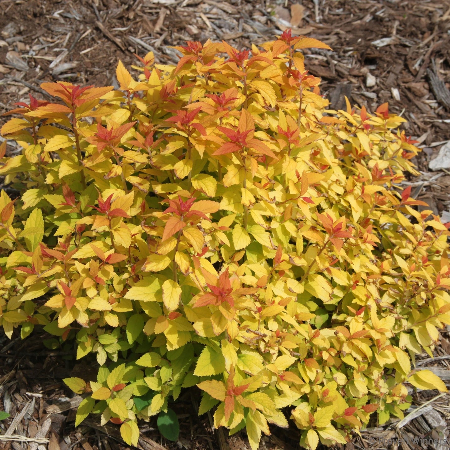 DOUBLE PLAY® CANDY CORN® Japanese Spirea