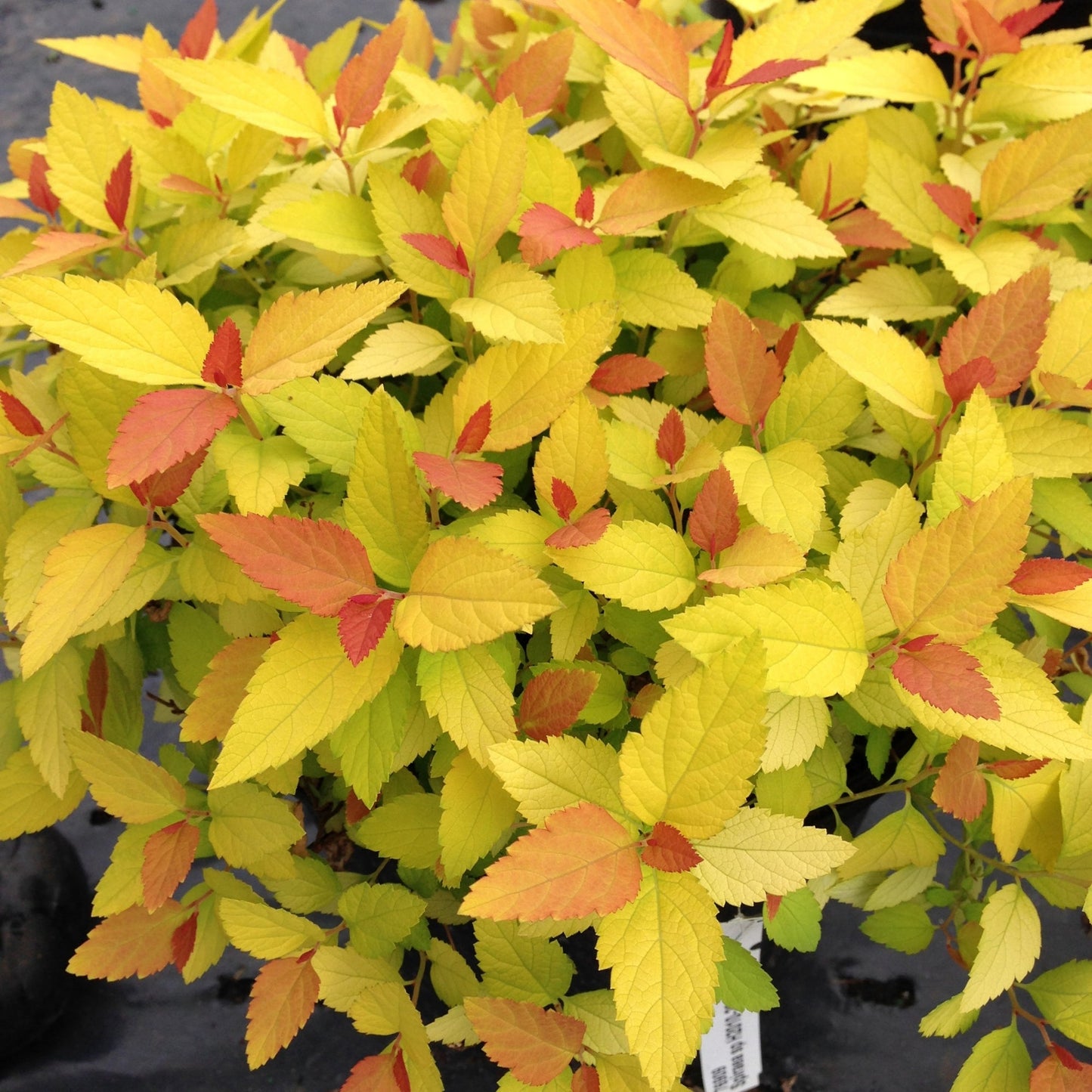 DOUBLE PLAY® CANDY CORN® Japanese Spirea