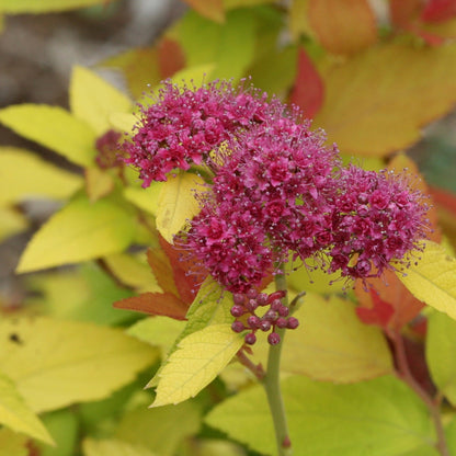 DOUBLE PLAY® CANDY CORN® Japanese Spirea