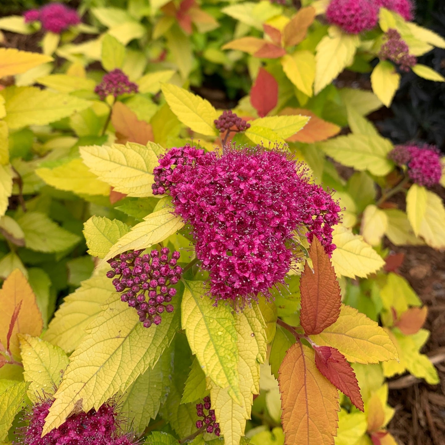 DOUBLE PLAY® CANDY CORN® Japanese Spirea