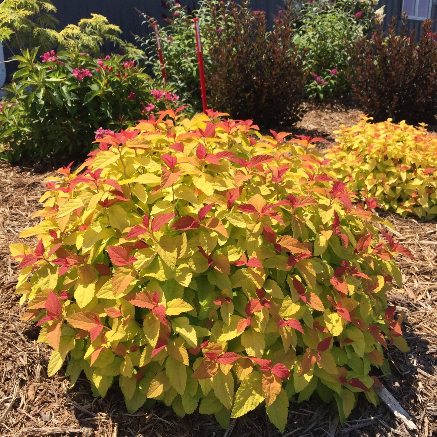 DOUBLE PLAY® CANDY CORN® Japanese Spirea