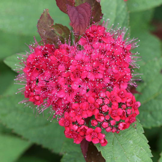 DOUBLE PLAY® DOOZIE® Japanese Spirea