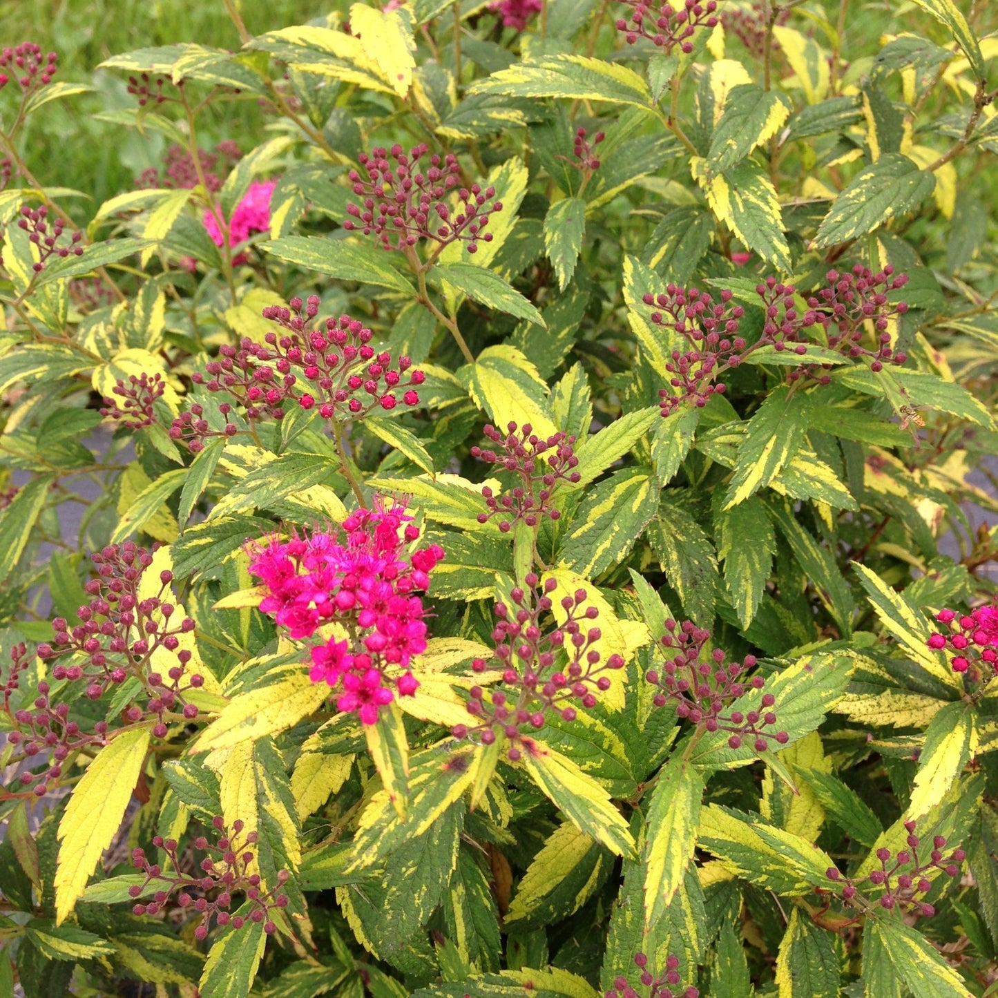 DOUBLE PLAY® PAINTED LADY® Japanese Spirea