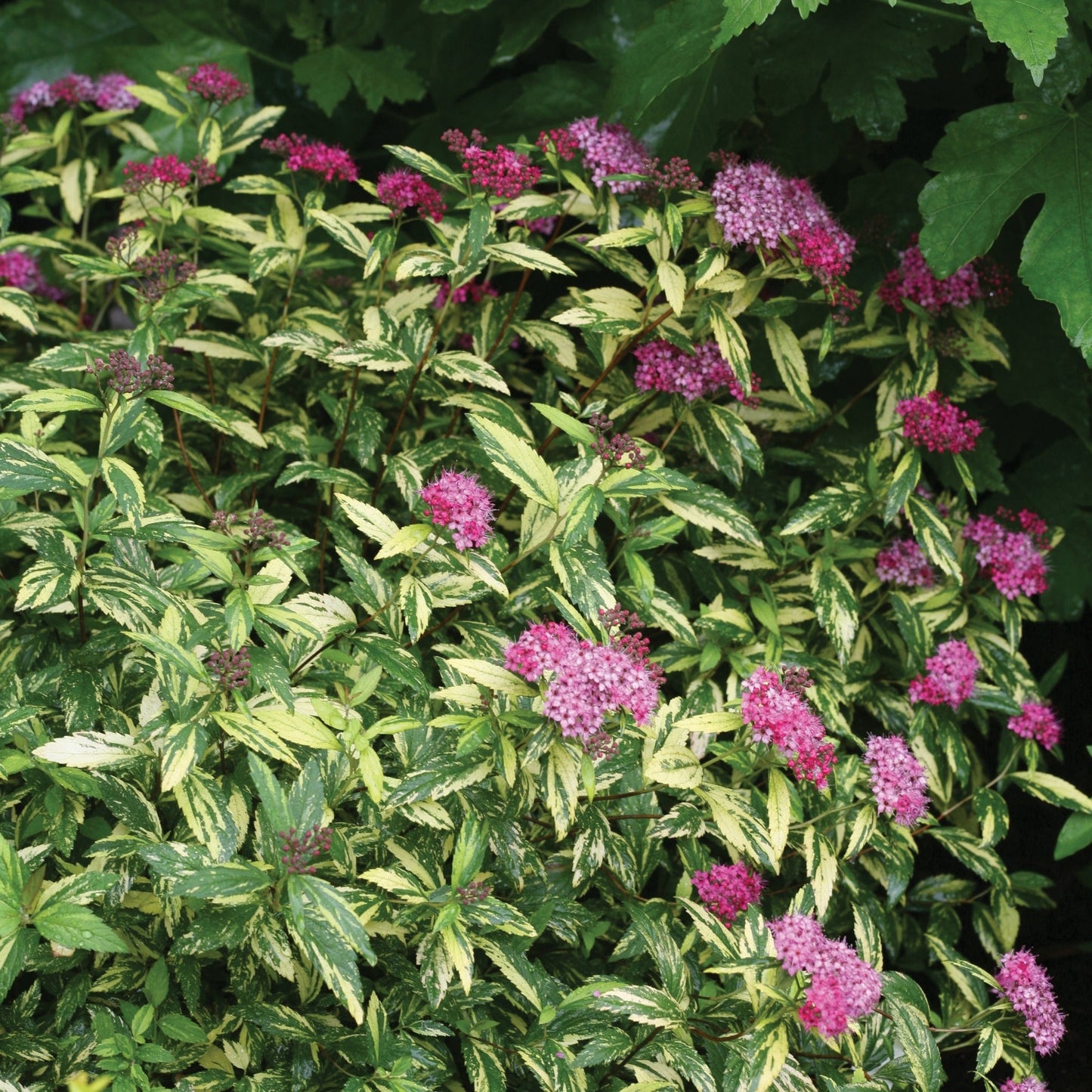 DOUBLE PLAY® PAINTED LADY® Japanese Spirea