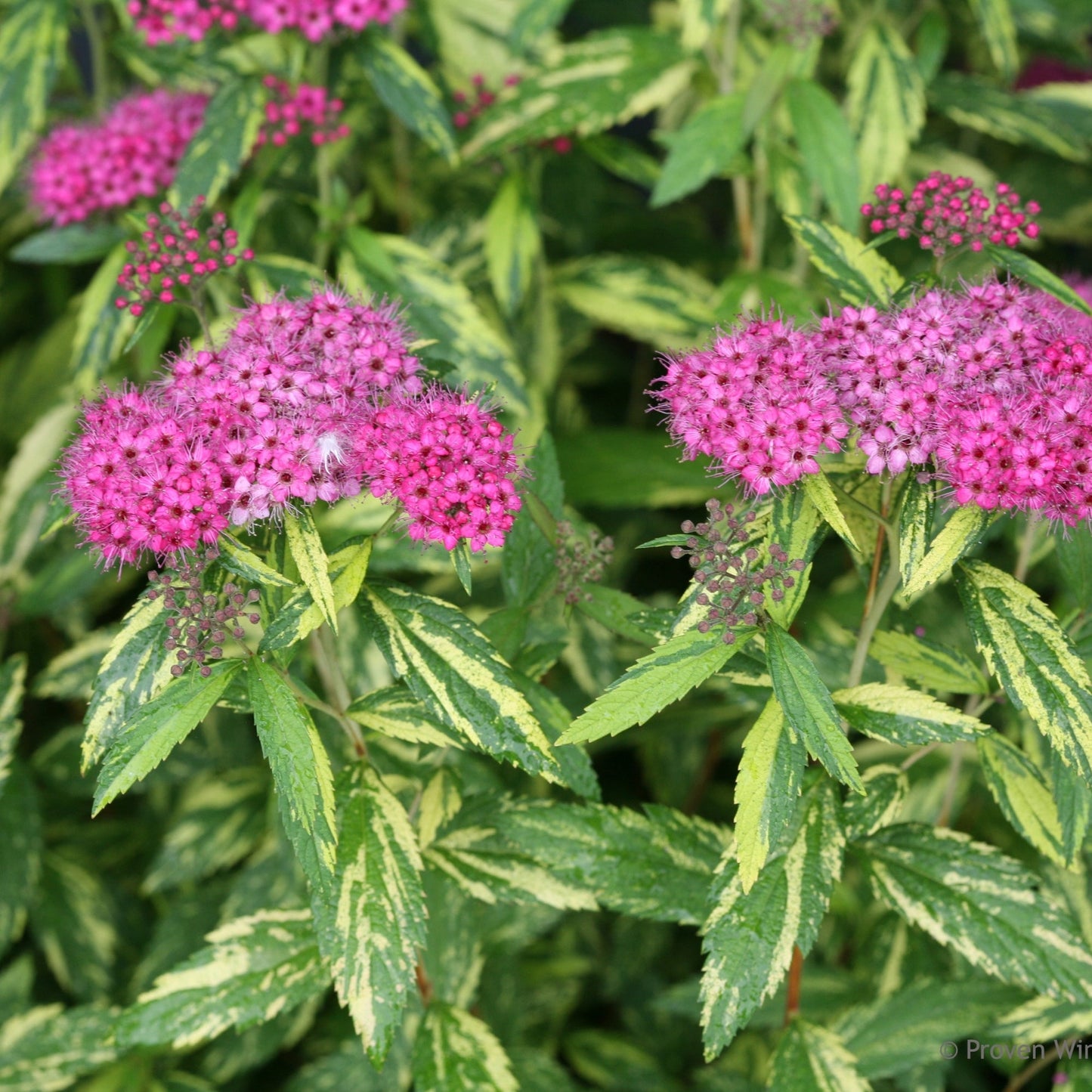 DOUBLE PLAY® PAINTED LADY® Japanese Spirea