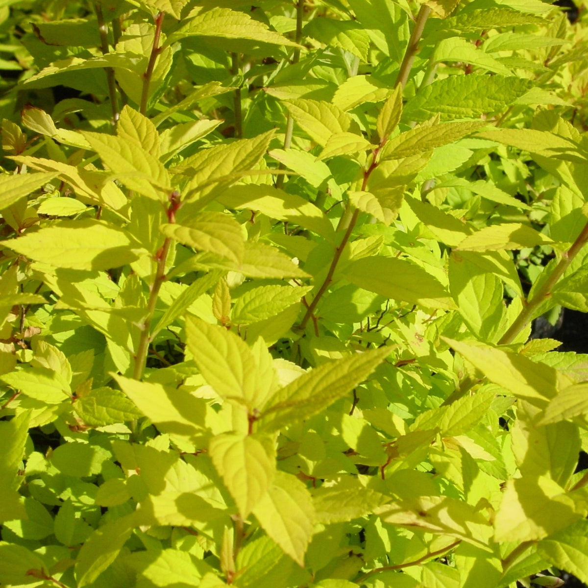 Dwarf File Format Golden Foliage and Pink Flowers | 'Goldmound' Japanese Spirea | Botanix ...